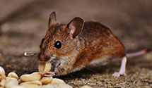 24 Hour & Emergency Exterminators in Merritt, IL